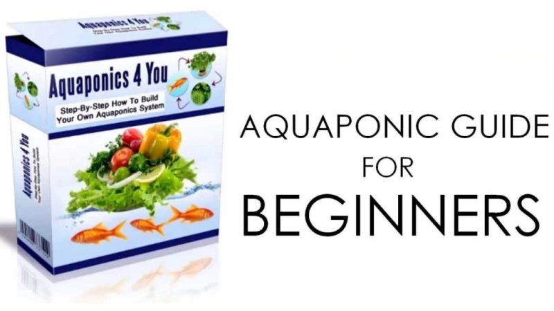 Aquaponics 4 You Review - Does John Fay's System Really Work?